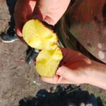 LOK_GORAPIECZONYZIEMNIAK3